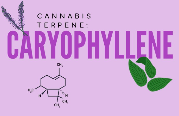 Beta-Caryophyllene