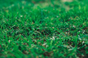 weed control in Winnipeg